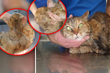 Schock-Entdeckung! Ausgesetzte Katze gefunden - doch was hat sie da am Hals?