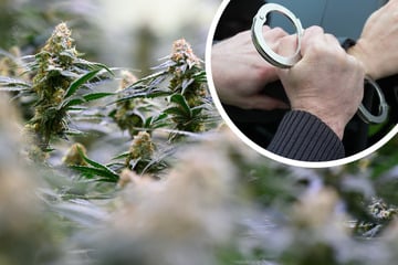Drogen-Netzwerk hochgenommen: Riesige Cannabis-Plantagen im Norden entdeckt