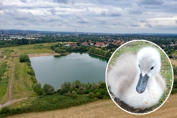 Dresden: Hund tötet Schwanenbaby an der Kiesgrube