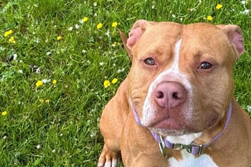 Hund Elliot will nicht im Tierheim alt werden: Wer schenkt ihm ein Zuhause?