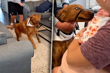 Ungestümer Golden Retriever lernt Baby kennen: Was er dann tut, löst Lachtränen aus