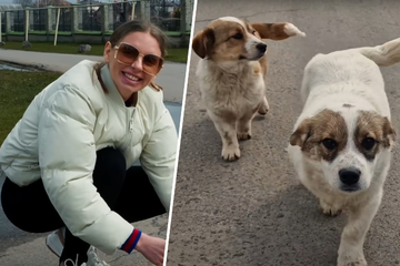 Frau will zwei Hunde retten: Als sie die Reaktion der Tiere sieht, kann sie nur noch lächeln