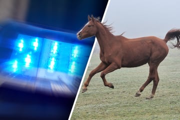 Ausgebüxte Pferde aus Thüringen legen A4 lahm