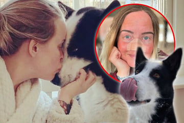 Horror-Angriff: Hund beißt Influencerin die Nase ab!