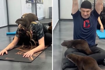 Auszeit mit Ottern: Hier entspannen Yoga-Liebhaber mit niedlichen Tieren