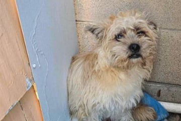 Abandoned dog has the sweetest reaction to finally finding safety!