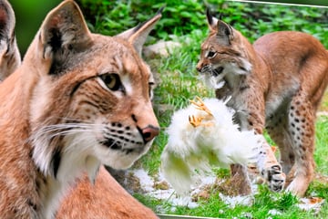 Hühnerjagd in sächsischem Tierpark: Luchs schnappt sich Federvieh