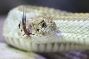 Verbot für gefährliche Gifttiere: Land NRW trifft Entscheidung