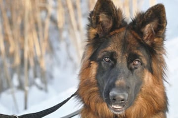Schäferhund Hauke hat noch reichlich Flausen im Kopf: Bist Du sein Neuanfang?