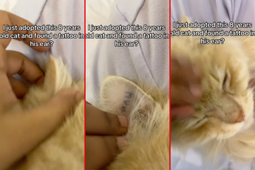 Shelter cat's mysterious ear tattoo sparks a heated online debate!
