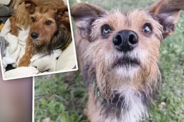 "Das Schicksal ist meist gnadenlos": Findet Jack-Russel-Mix Bommel endlich das Glück?