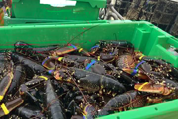 Illegaler Fang: 250 Kilo Hummer an Bord, jetzt droht hohe Strafe