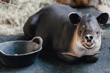 Neue Tierart im Tierpark Hellabrunn: Erster Tapir zieht ein