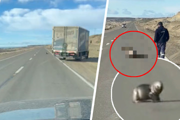 Was ist das? Lkw-Fahrer sieht etwas Graues auf der Straße und steigt sofort auf die Bremse