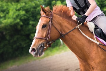 Wölfe: Junge Frauen reiten in Wald aus und filmen furchterregende Begegnung