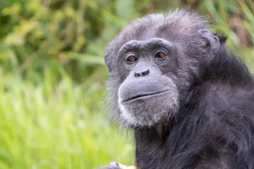 Nach trauriger Schock-Diagnose: Schimpanse Koko mit 52 Jahren gestorben