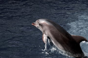 Ist "Delle" zurück? Erneuter Delfin-Besuch in Travemünde