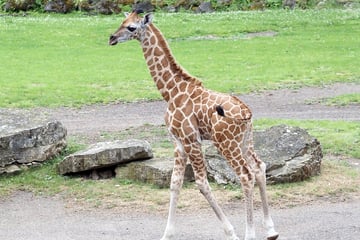 Ihr entscheidet: Wie soll das Leipziger Giraffen-Baby heißen?