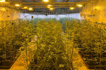 Große Razzia in Köln! Drogenfahnder finden riesige Cannabis-Plantage
