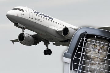 Lufthansa: Drama um verletzte Katze: Lufthansa-Passagier zieht gegen Airline vor Gericht