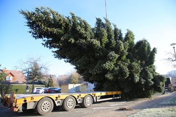 Weihnachtsbaum für das Brandenburger Tor kommt aus Thüringen