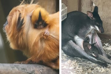 Zoo welcomes rare animal bundle of joys to combat extinction!