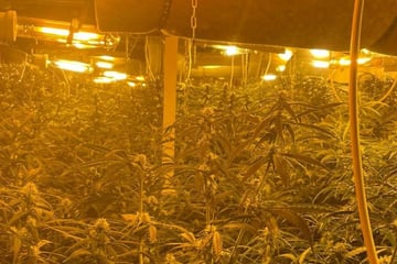 Fetter Fund auf alten Kegelbahnen: Polizei hebt Cannabis-Plantage aus