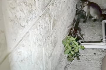 Anwohner werden von Schreien geweckt: Beim Blick aus dem Fenster wird sofort klar, dass sie Hilfe brauchen