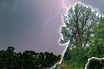 Blitzeinschlag spaltet Jahrhundertbaum: Feuerwehr verhindert Katastrophe