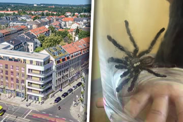 Dresden: Keine Spinnerei! Giftiger Exot hält Hechtviertel in Dresden in Atem