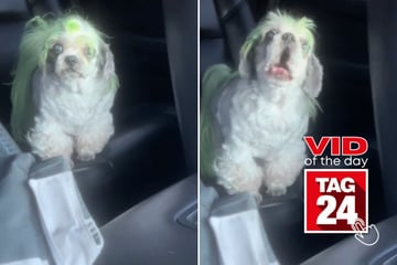 Viral Video of the Day for October 10, 2024: Sophie the dog can't stop screaming at sight of breakfast item!