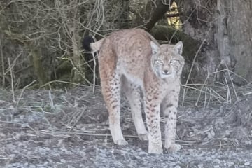 Luchs bei Oberhof gesichtet: Nachwuchs in Thüringen erwartet