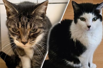 Katzen landen mit 18 Jahren im Tierheim: Bei ihrer Ankunft sind sie total durch den Wind