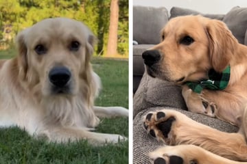 Dog caught singing the blues when left home alone in heartbreaking video!