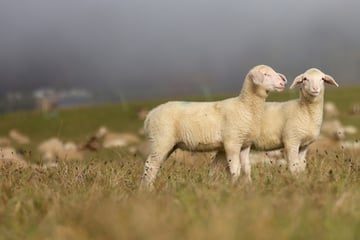 Schafe mit verschimmeltem Brot gefüttert: 21 Tiere tot