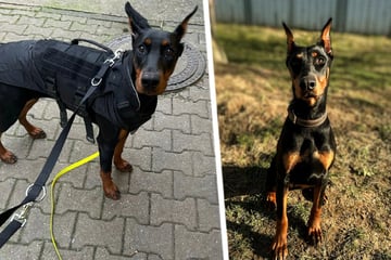 Dobermann-Hündin herzlos ausgesetzt - schockierende Details sorgen für Empörung!