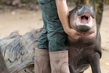 Tierschützer in Sorge: Leidet virales Hippo-Baby Moo Deng in seinem Gehege?