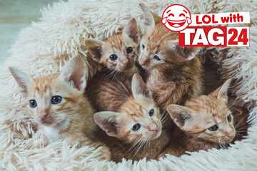 Joke of the Day for January 31, 2026: A cat funny for Caturday!