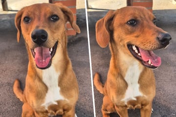 Junghündin passte plötzlich nicht mehr ins Leben: Gibt es für Amy noch eine zweite Chance?