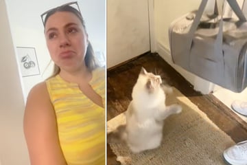 Als Frau sieht, was ihre Katze bei der Verabschiedung der Pflegekinder tut, bricht sie in Tränen aus