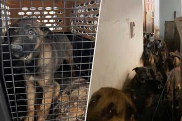 Sie lebten ohne Licht, Luft und auf engstem Raum: 48 Hunde aus fatalen Verhältnissen gerettet