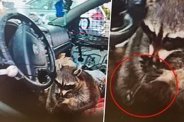 Waschbär sitzt bei Verkehrskontrolle mit Meth-Pfeife am Steuer