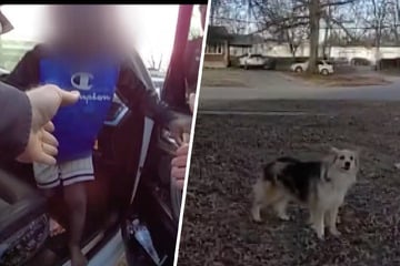 Suche nach vermisstem Kind: Was dieser Hund getan hat, lässt Polizeibeamte staunen