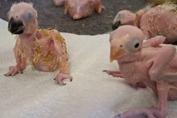 Hunderte Eier im Handgepäck: Kurioser Papageien-Schmuggel fliegt auf