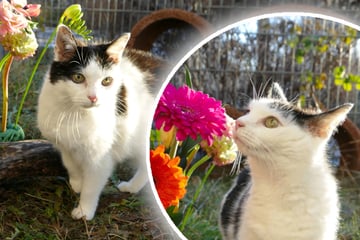 Katzen-Oma genießt den Frühling: Gibt es endlich ein Happy End für Churri?