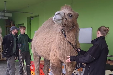 Probelauf vor Inventur: Großes Kamele-Wiegen im Zoo, nur einer darf nicht