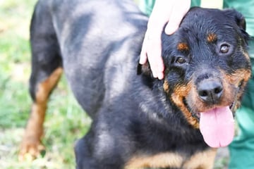 Lem will ihr Herz neu verschenken: Vergangenheit macht es der Rottweiler-Dame schwer