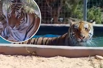 Leipzig: Erste Einblicke von neuer Anlage: So geht es den Tieren der sächsischen "Tiger-"Queen" heute