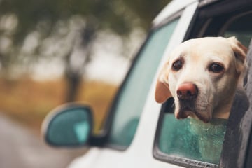 Experten warnen: So schnell herrscht im Auto jetzt Lebensgefahr