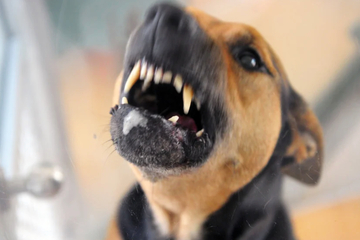 Erneute Hunde-Attacke im Vogtland: Mann in den Arm gebissen